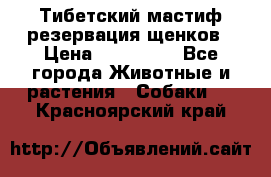 Тибетский мастиф резервация щенков › Цена ­ 100 000 - Все города Животные и растения » Собаки   . Красноярский край